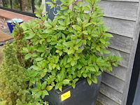 4x diverse plant - afbeelding 2 van  5