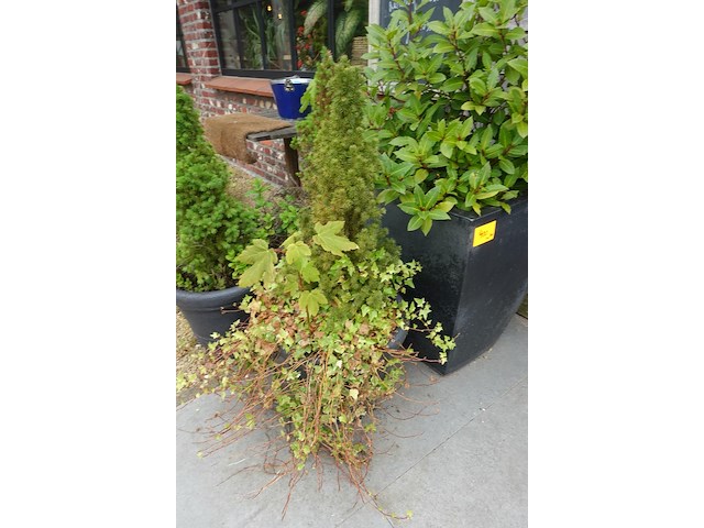 4x diverse plant - afbeelding 3 van  5