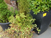 4x diverse plant - afbeelding 3 van  5
