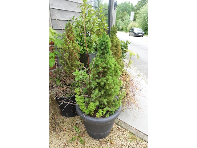 4x diverse plant - afbeelding 4 van  5