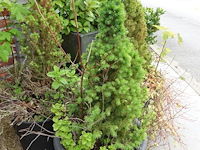 4x diverse plant - afbeelding 4 van  5