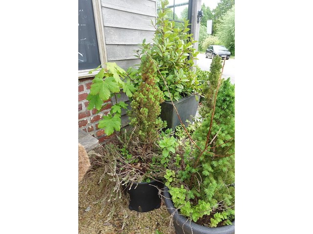 4x diverse plant - afbeelding 5 van  5