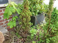 4x diverse plant - afbeelding 5 van  5