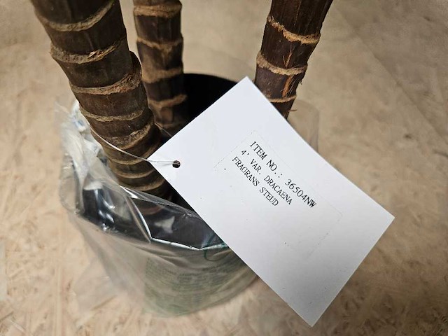 4x dracaena kunstplant - afbeelding 3 van  5