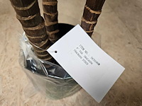4x dracaena kunstplant - afbeelding 3 van  5