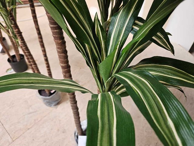 4x dracaena kunstplant - afbeelding 4 van  5