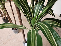 4x dracaena kunstplant - afbeelding 4 van  5