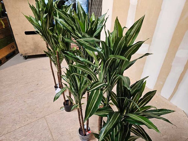 4x dracaena kunstplant - afbeelding 5 van  5