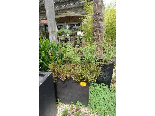 4x plant - afbeelding 2 van  10