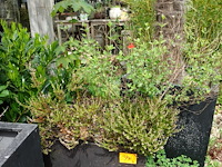 4x plant - afbeelding 2 van  10