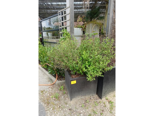 4x plant - afbeelding 1 van  10