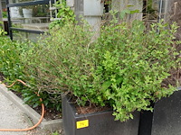 4x plant - afbeelding 1 van  10