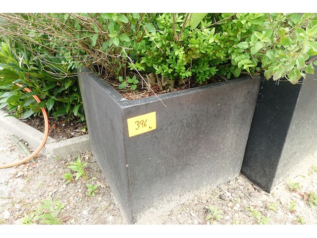 4x plant - afbeelding 3 van  10