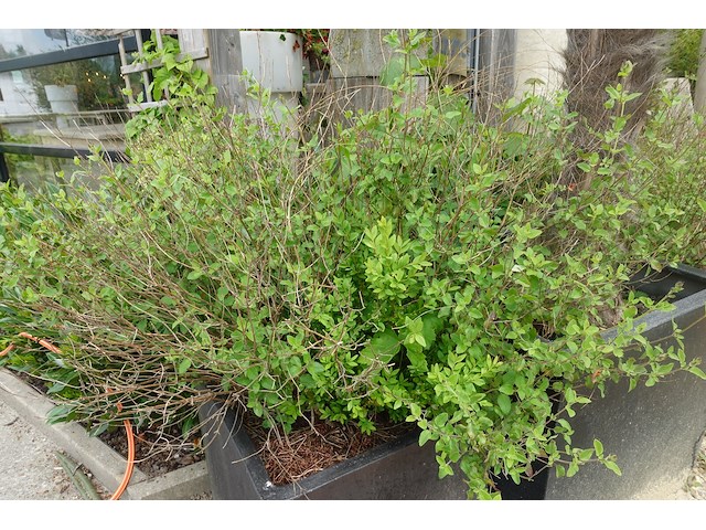 4x plant - afbeelding 4 van  10