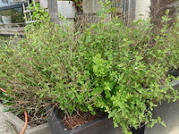 4x plant - afbeelding 4 van  10