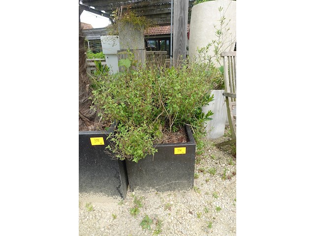 4x plant - afbeelding 5 van  10