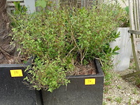 4x plant - afbeelding 5 van  10