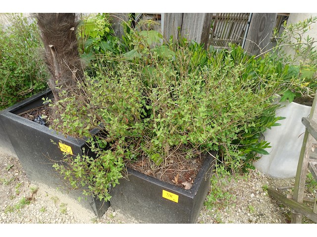4x plant - afbeelding 6 van  10