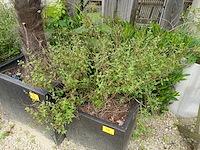 4x plant - afbeelding 6 van  10