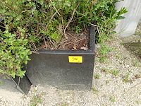 4x plant - afbeelding 7 van  10