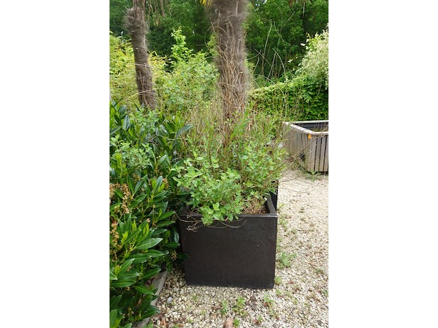 4x plant - afbeelding 8 van  10