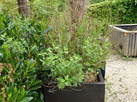 4x plant - afbeelding 8 van  10