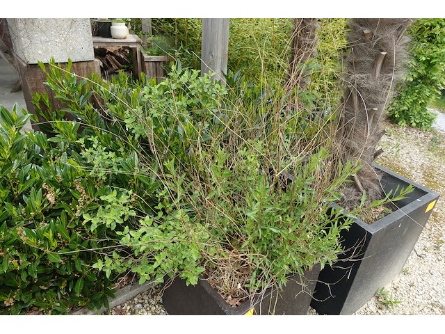 4x plant - afbeelding 10 van  10
