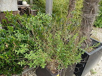 4x plant - afbeelding 10 van  10