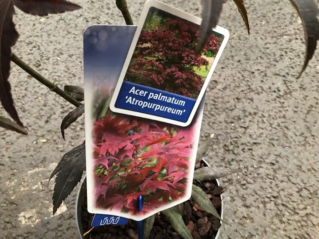 5 acers - afbeelding 2 van  2
