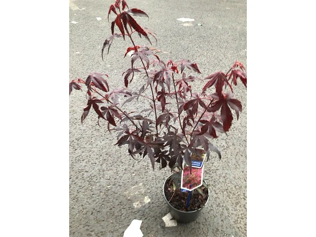 5 acers - afbeelding 1 van  2