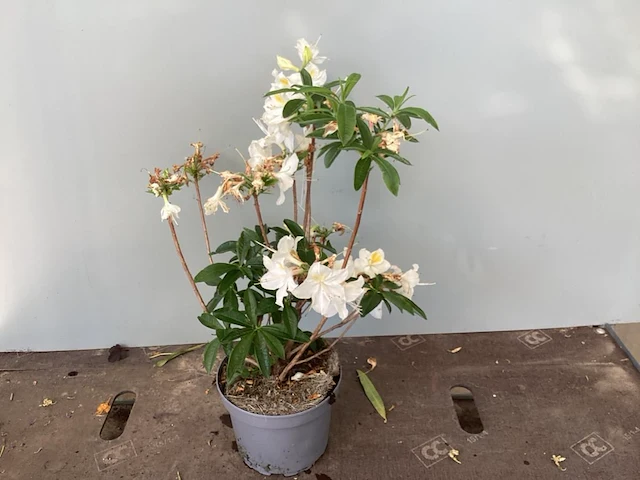 5 azalea mollis - afbeelding 1 van  1