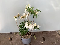 5 azalea mollis
