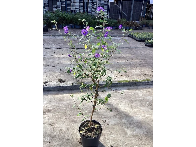 5 blauwe solanum - afbeelding 1 van  1