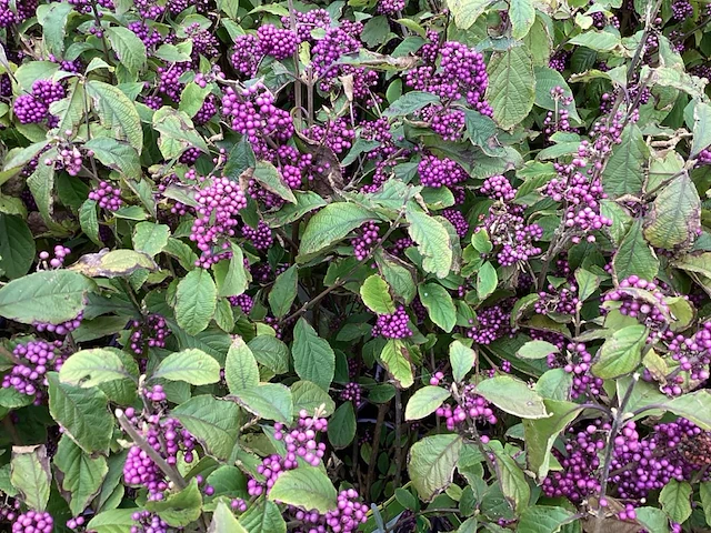 5 callicarpa - afbeelding 1 van  2