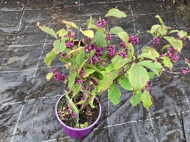 5 callicarpa - afbeelding 2 van  2