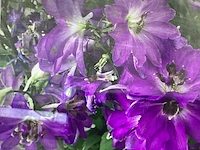 5 delphinium