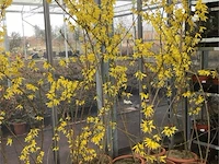 5 forsythia - afbeelding 2 van  2