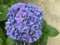 5 hortensia blauw
