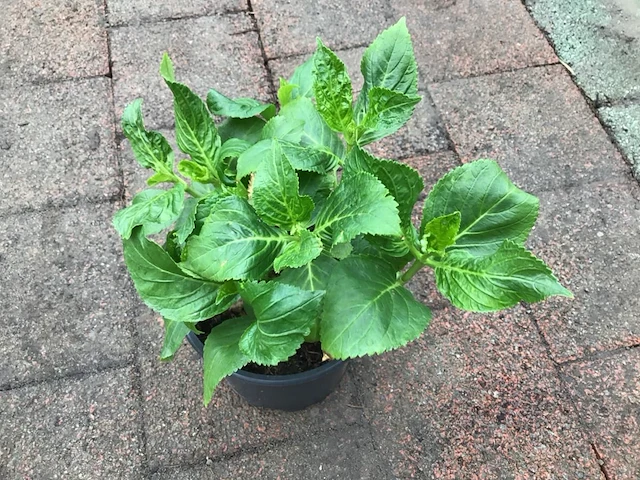 5 hortensia blauw - afbeelding 2 van  2