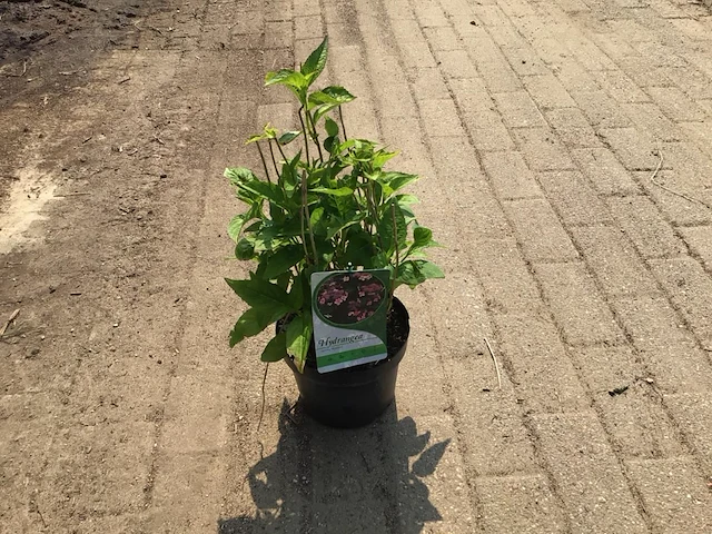 5 hydrangea serrata blue - afbeelding 1 van  2