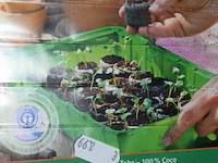 5 kamerbroeikastjes - afbeelding 2 van  2