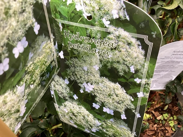 5 klimhortensia - afbeelding 2 van  2