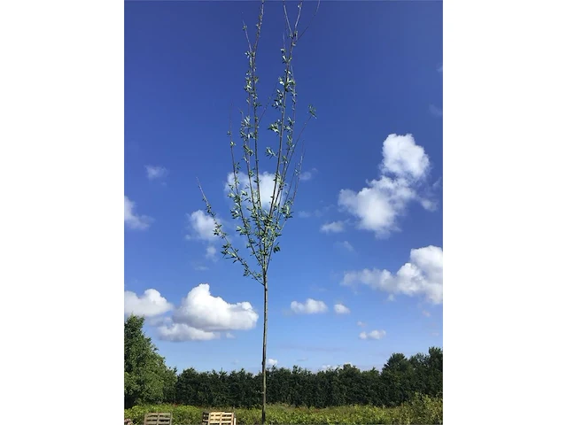 5 knotwilgen - afbeelding 2 van  2