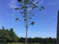 5 linde - afbeelding 2 van  2