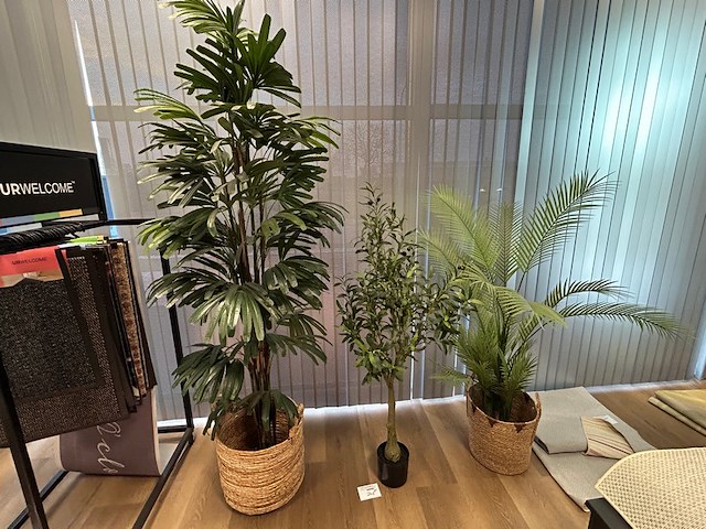 5 nepplanten - afbeelding 1 van  6