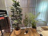 5 nepplanten - afbeelding 1 van  6