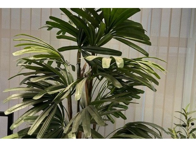 5 nepplanten - afbeelding 2 van  6