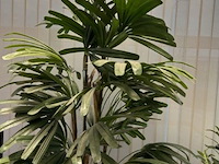 5 nepplanten - afbeelding 2 van  6