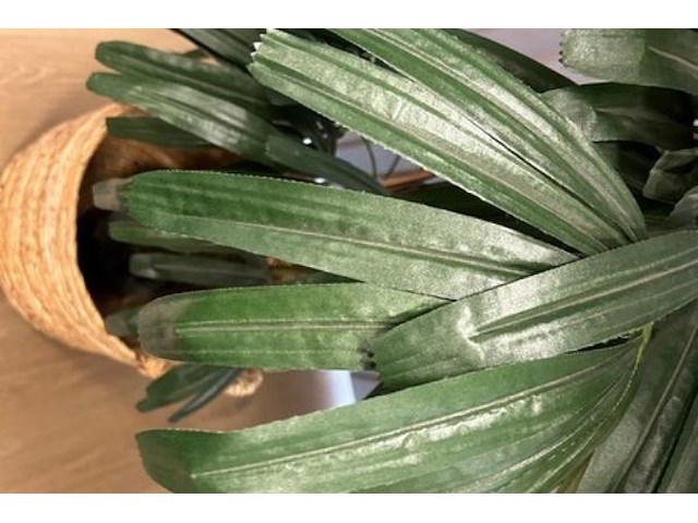 5 nepplanten - afbeelding 3 van  6