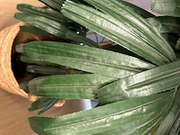 5 nepplanten - afbeelding 3 van  6